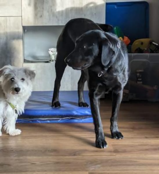 Sara, sportliche Labrador - Mix Hündin