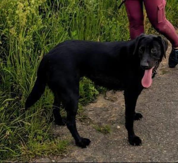 Sara, sportliche Labrador - Mix Hündin
