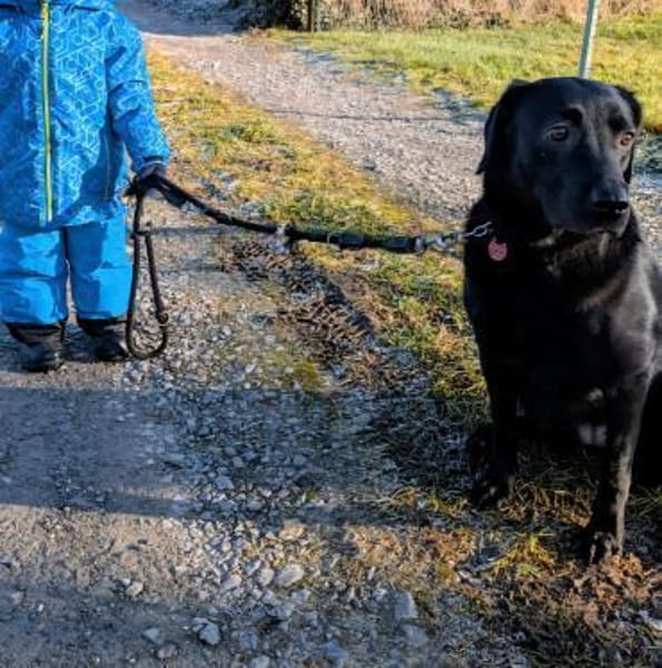 Sara, sportliche Labrador - Mix Hündin