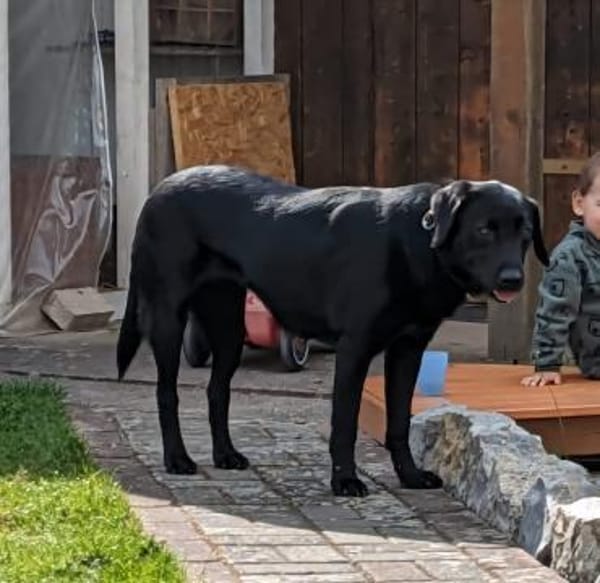 Sara, sportliche Labrador - Mix Hündin