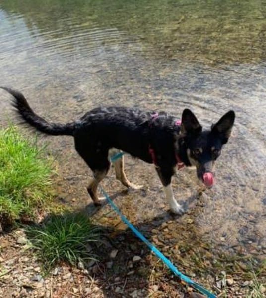 JUBEL * sportliche Gefährtin