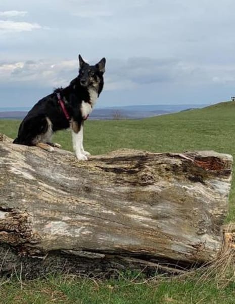 JUBEL * sportliche Gefährtin