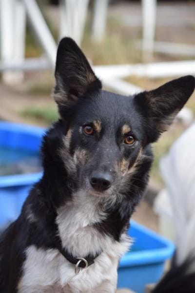 JUBEL * sportliche Gefährtin