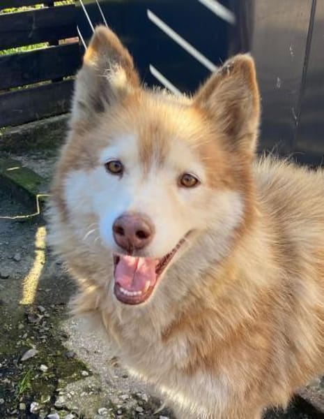 Die tolle Lia sucht ihr Zuhause