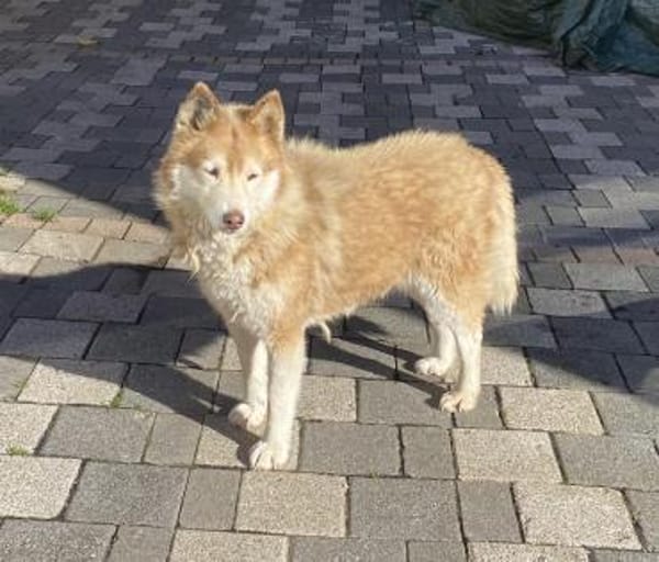 Die tolle Lia sucht ihr Zuhause