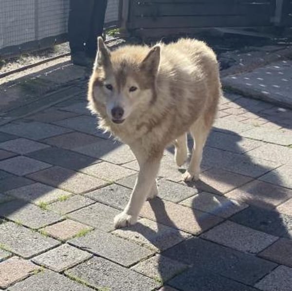 Die tolle Lia sucht ihr Zuhause