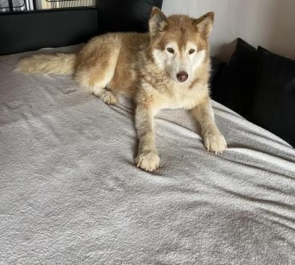 Die tolle Lia sucht ihr Zuhause