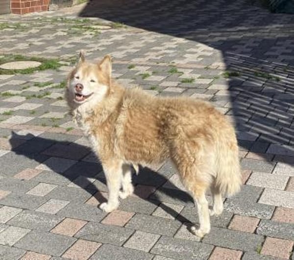 Die tolle Lia sucht ihr Zuhause