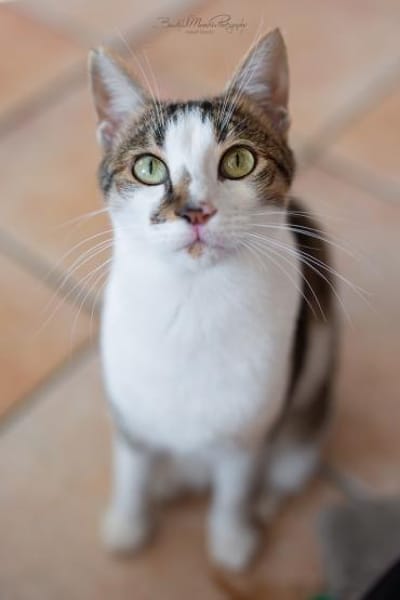 Tinker, neugieriger Sonnenschein, 1J