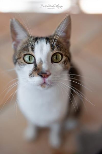 Tinker, neugieriger Sonnenschein, 1J