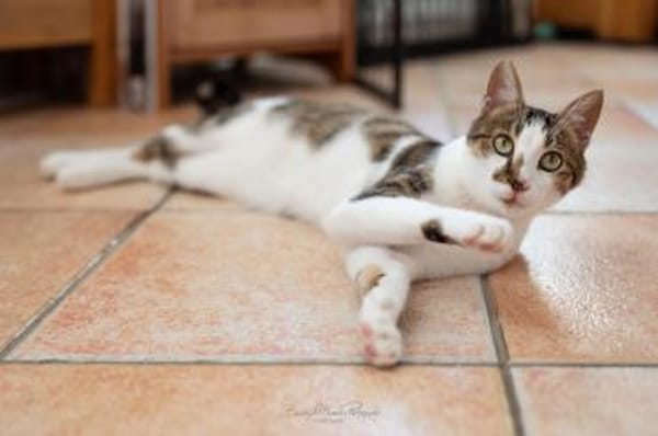 Tinker, neugieriger Sonnenschein, 1J