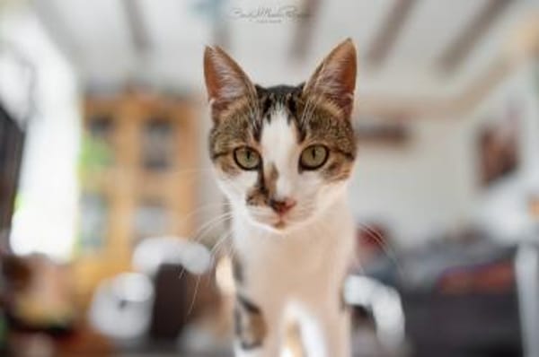 Tinker, neugieriger Sonnenschein, 1J