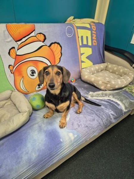 Katzenliebe MARTA hofft auf eine Familie