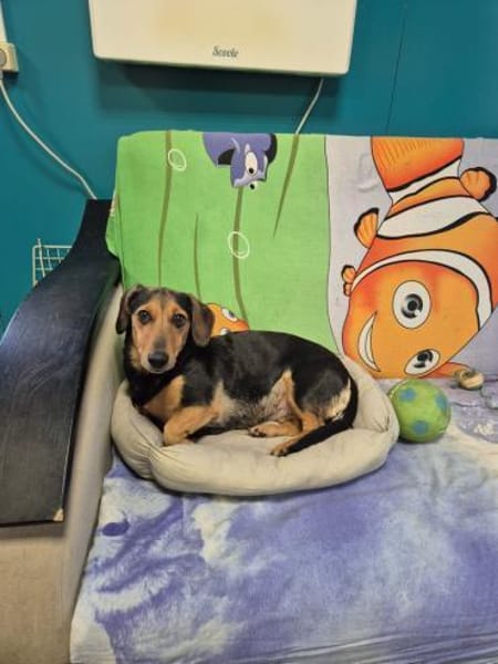 Katzenliebe MARTA hofft auf eine Familie