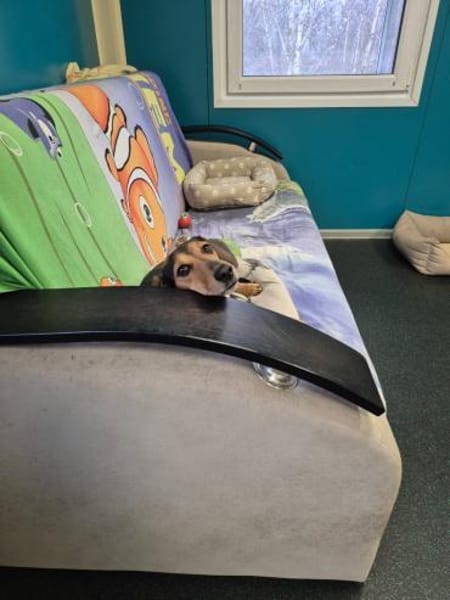 Katzenliebe MARTA hofft auf eine Familie