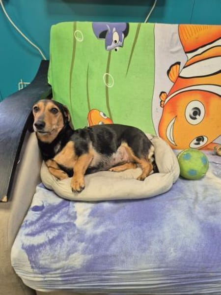 Katzenliebe MARTA hofft auf eine Familie