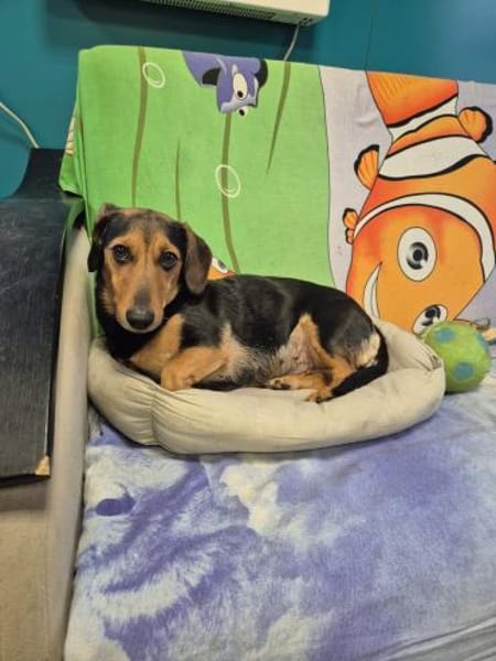 Katzenliebe MARTA hofft auf eine Familie