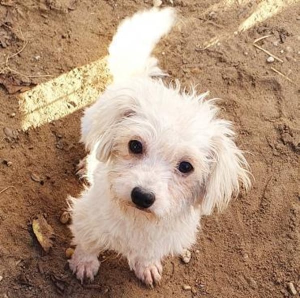 Miranda Pflegestelle in 77776