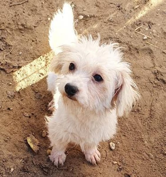 Miranda Pflegestelle in 77776