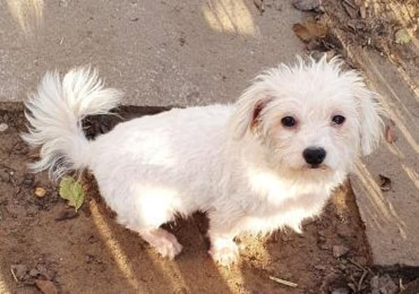 Miranda Pflegestelle in 77776