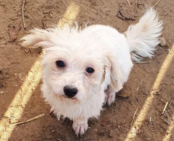 Miranda Pflegestelle in 77776