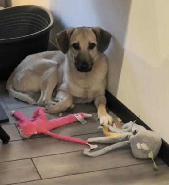 Drew auf PS in 44329 Dortmund