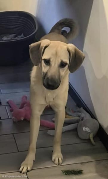 Drew auf PS in 44329 Dortmund