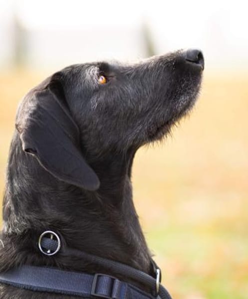 Reina ++sucht dringend++