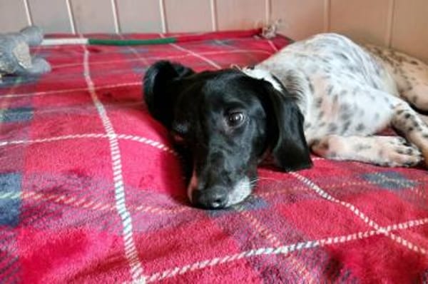 Frankie - wartet in 32683 Barntrup