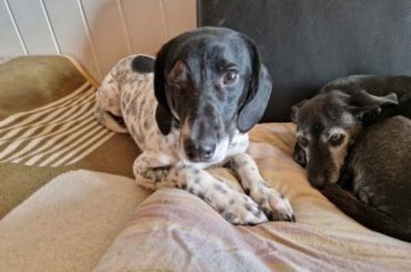 Frankie - wartet in 32683 Barntrup