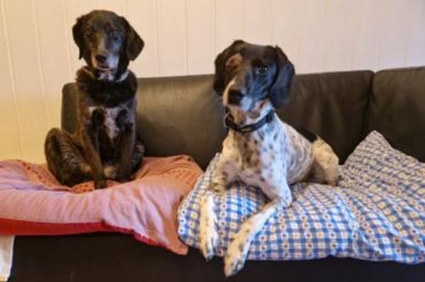 Frankie - wartet in 32683 Barntrup