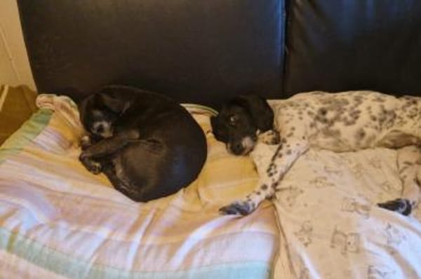 Frankie - wartet in 32683 Barntrup