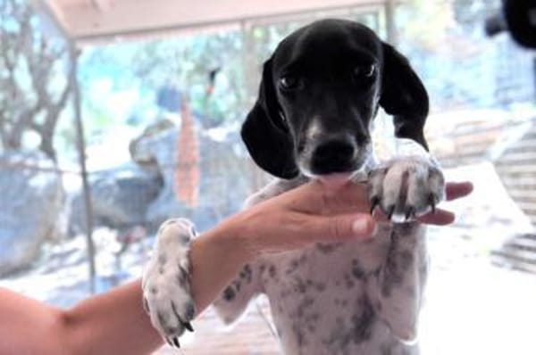 Frankie - wartet in 32683 Barntrup