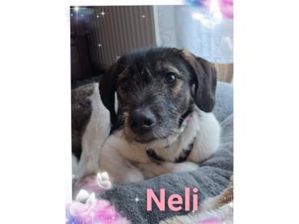 Neli - wartet in 38640 Goslar