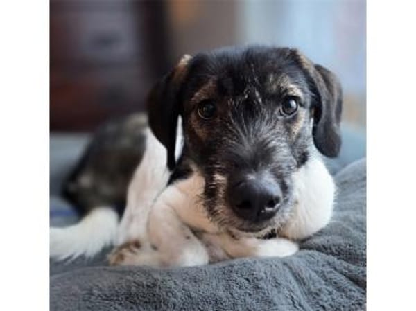 Neli - wartet in 38640 Goslar