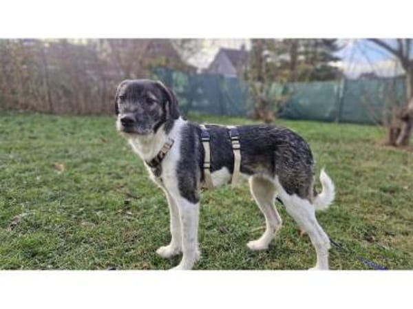 Neli - wartet in 38640 Goslar