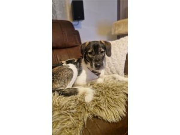 Neli - wartet in 38640 Goslar