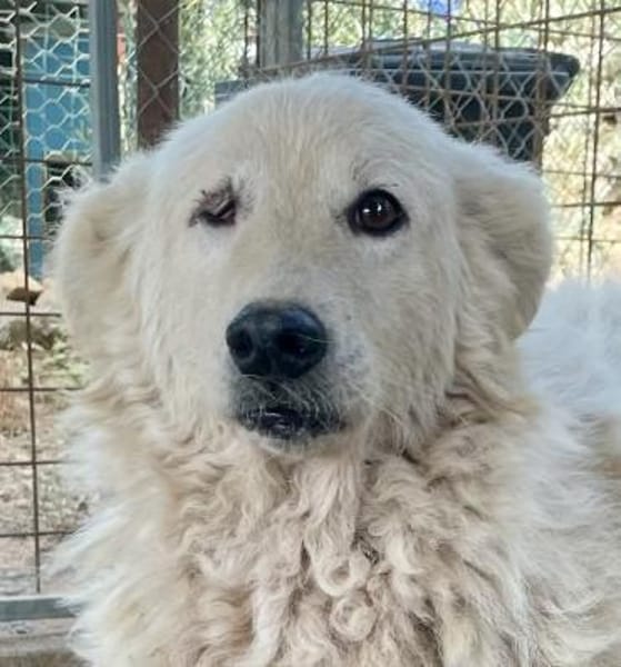 FIAMMETTA - bald auf PS in Sachsen