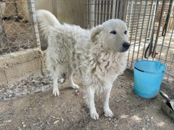 FIAMMETTA - bald auf PS in Sachsen