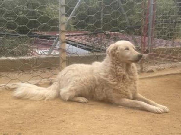 FIAMMETTA - bald auf PS in Sachsen