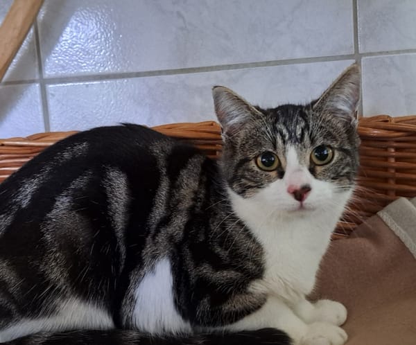 chatpitaine croquette