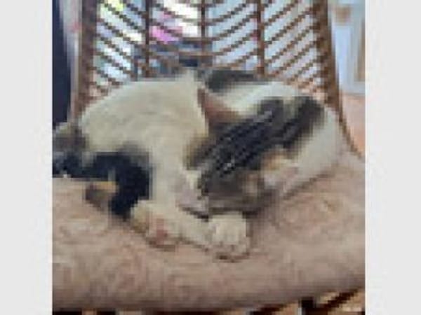 Junger, sozialer Kater Zorro