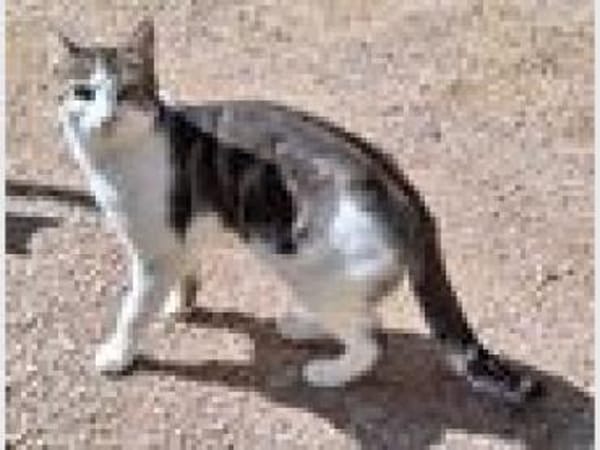 Junger, sozialer Kater Zorro