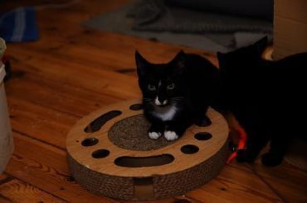 Junger Kater TIBERIUS sucht sein Zuhause