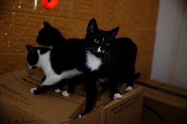 Junger Kater TIBERIUS sucht sein Zuhause