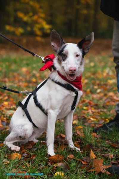 ARIZA- EIN STERNCHEN AUF DER SUCHE