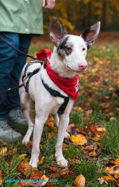 ARIZA- EIN STERNCHEN AUF DER SUCHE