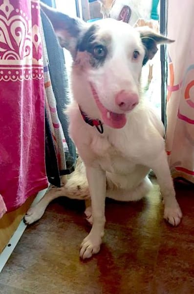 ARIZA- EIN STERNCHEN AUF DER SUCHE