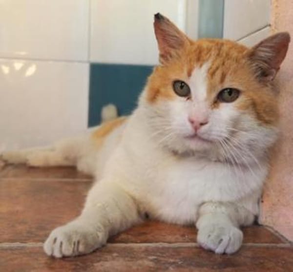 Freundlicher Kuschelkater Dolar