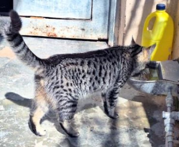 Junge, fröhliche Katze Tirana